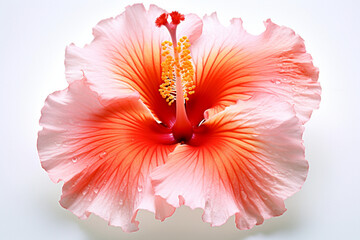 red hibicus flower or soeblacplant in the garden. Latin name is hibiscus rose sinensis.bunga kembang sepatu