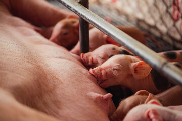 Newborn piglets need milk from the sow. ,Receiving newborn milk to build immunity , the swine...