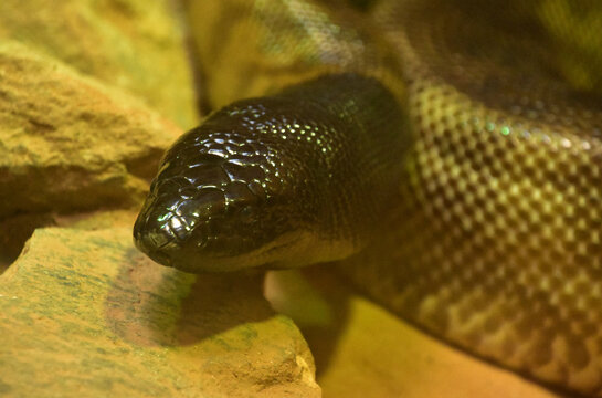 Close Up Look at a Black Headed Python