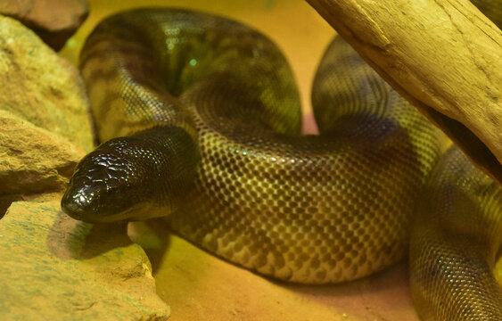 Black Head Python Snake Coiled Up to Strike