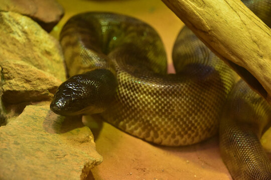Dangerous Black Headed Python Coiled Under Wood