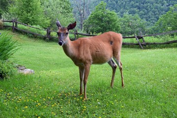 Naklejka na ściany i meble adult deer standing in a lush green meadow, rustic fence and forest landscape in the background