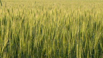 Two-rowed barley or Hordeum distichon growing in the field, stems in the rays of sunlight.