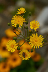 Doldiges Habichtskraut (Hieracium umbellatum)	
