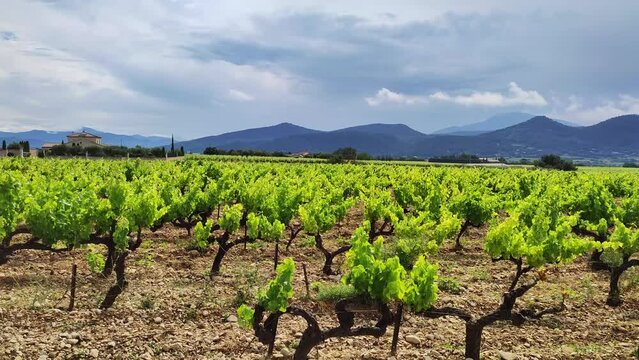 vue de vignes sous un ciel nuageux, montagne en arri&egrave;re plan