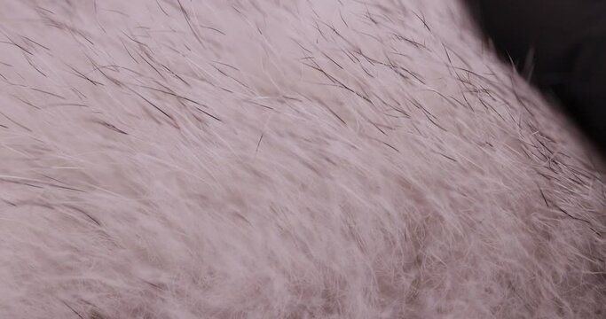 touch with your hand a part of a fur coat made of natural white arctic fox fur, a close-up of arctic fox fur used in the manufacture of clothing