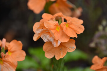 Close Up Look at an Orange Begonia