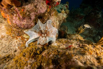 Naklejka na ściany i meble Underwater Marine Life