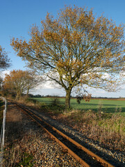 English Agricultural Countryside in Autumn, with narrow gauge railway track, Bure Valley, Wroxham,...