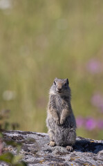 Uinta Ground Squirrel in Wyoming
