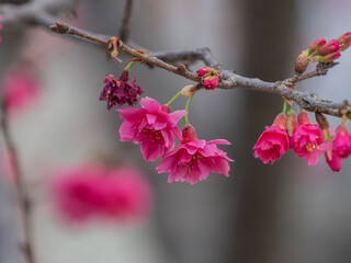 桜の花