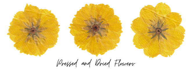 Pressed and Dried Flowers