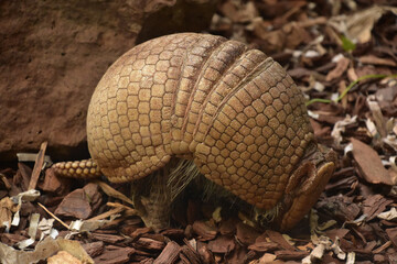 Fantastic Shell of an Armadillo on a Summer Day