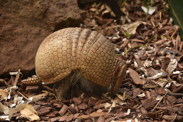 Scaled Armor on an Armadillo on a Summer Day
