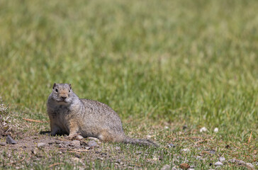 Naklejka na ściany i meble Uinta Ground Squirrel in Wyoming