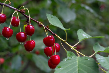 Ripe cherries with dew on the branch. Summer background.
