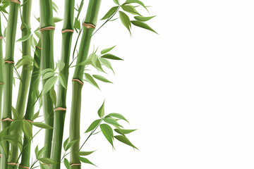 Obraz premium bamboo or bamboo shoots