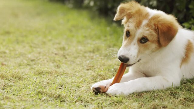 Face close up of adorable small puppy is lying on green grass in beautiful house garden and chewing dog snack for cleaning his teeth and exercise his mouth muscle which is for healthy pet caring.