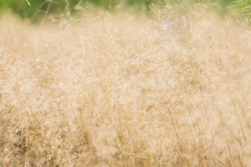 Blurred image of dry meadow grass. Natural background.