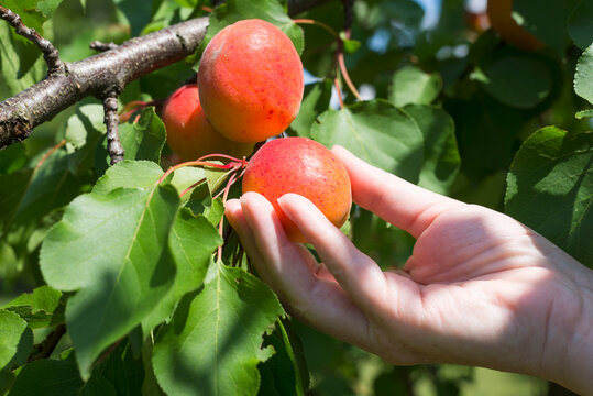 Hand picking apricots in the orchard