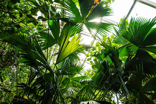 Fata Morgana greenhouse, botanical garden, Prague, Czech republic