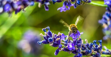 Fließiges Bienchen © Ralph