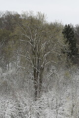 Large cottonwood tree in a snowy setting - obrazy, fototapety, plakaty