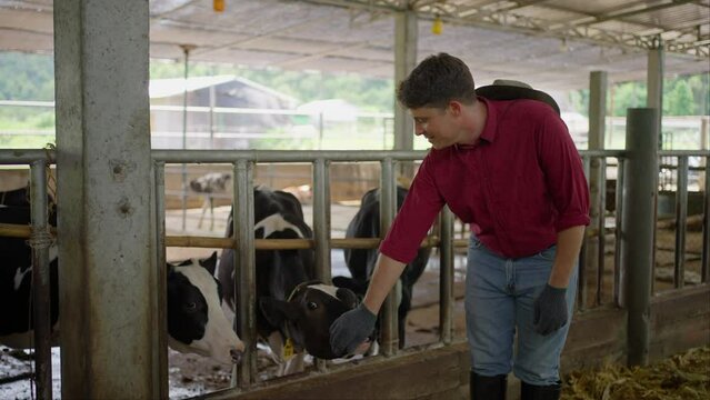 Dairy farm male owner standing outside of his cow's area and letting one cow licks his hand
