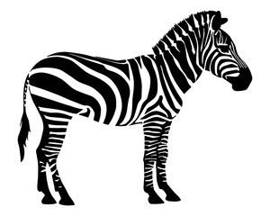 Fototapeta na wymiar Zebra silhouette isolated on white background. Vector illustration