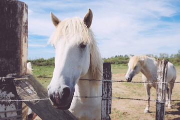 The Camargue horses grazing in the Camargue area in southern France, it is considered one of the...