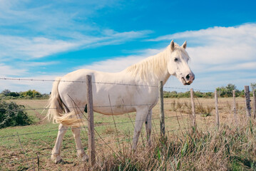 The Camargue horse grazing in the Camargue area in southern France, it is considered one of the...