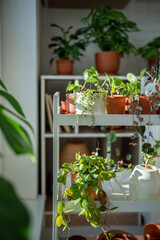 Small plants in terracotta pots on cart at home. Watering can and houseplants - pilea, ceropegia, dischidia on metal shelfs. Indoor gardening, greenery at living room. 