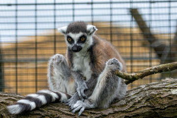 Ring tailed lemur sitting on a branch looking around in a zoo