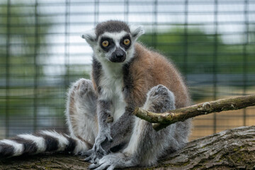 Ring tailed lemur sitting on a branch looking around in a zoo