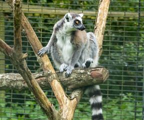 Ring tailed lemur sitting on a branch looking around in a zoo