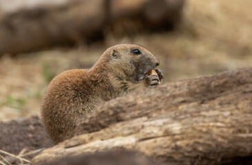 Black tailed prairie dog nibbling on food and looking around near the burrow