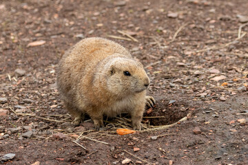 Black tailed prairie dog nibbling on food and looking around near the burrow