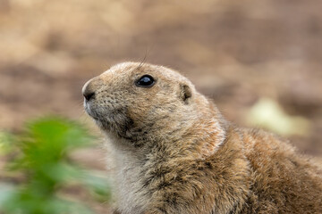 Black tailed prairie dog nibbling on food and looking around near the burrow