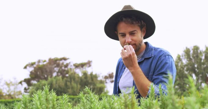 Agriculture, man and farmer smelling plants on field, countryside or sustainable growth in nature. Farming, sustainability and manager checking fragrance of leaves in spring, environment or gardening