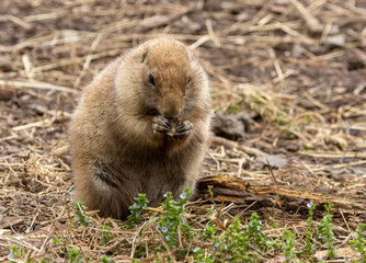 Black tailed prairie dog nibbling on food and looking around near the burrow