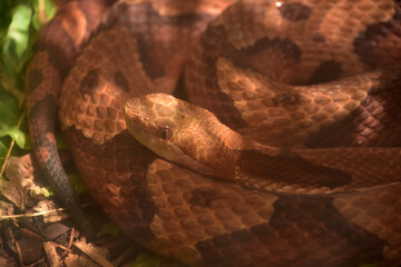 Dangerous Northern Copperhead Snake Coiled to Strike
