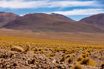 Foto auf Alu-Dibond Watching a vicuna while driving the picturesque lagoon route through the remote Fauna Andina Eduardo Avaroa National Reserve in the Bolivian Altiplano  South America © freedom_wanted
