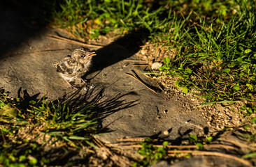 Obraz premium Pajarito en el parque