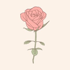 Vintage minimalist art style rose flower illustration