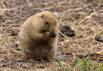 Black tailed prairie dog nibbling on food and looking around near the burrow