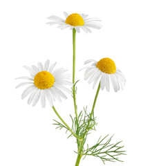Chamomile flower isolated on white or transparent background. Camomile medicinal plant, herbal medicine. Three chamomile flowers with green leaves. - obrazy, fototapety, plakaty