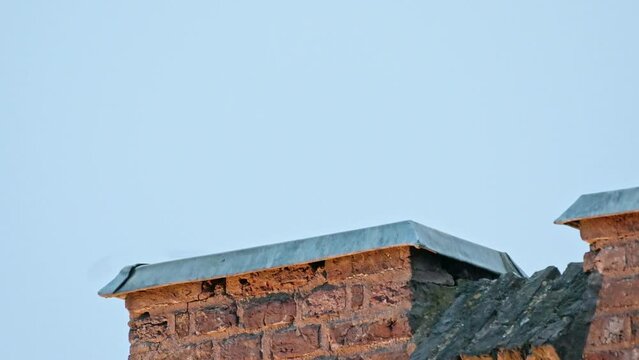 Eurasian eagle-owl (Bubo bubo) plucks a killed bird, Heinsberg, North Rhine-Westphalia, Germany