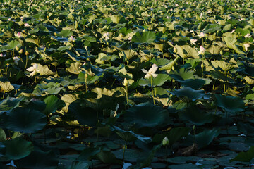 Beautiful wild water lilies. Pink and white flowers and lotus buds and large leaves in a pond in summer at dawn.