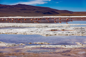Lagoon route sight: Flamingos in the colorful Laguna Colorada in the remote Fauna Andina Eduardo Avaroa National Reserve in the Bolivian Altiplano; Traveling South America