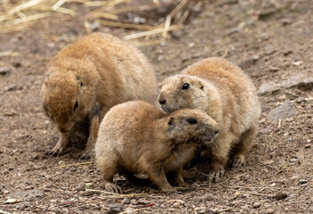 Black tailed prairie dogs playing together